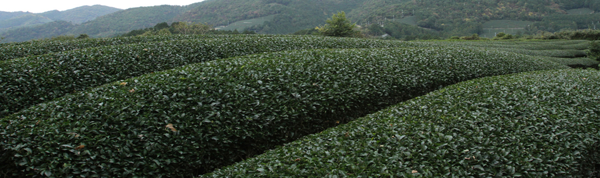 Tealet Global Tea Taster Subscription